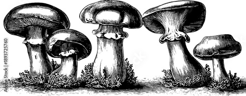 Shiitake mushroom botanical study vintage engraving for design and educational use