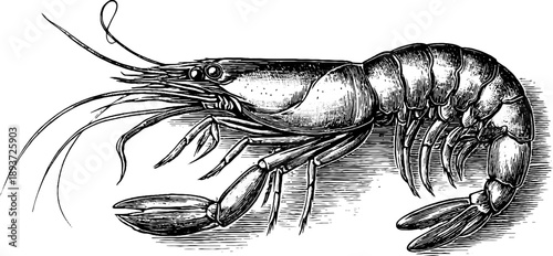 Vintage 19th century shrimp botanical study engraving design for decor and education