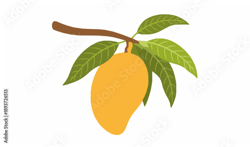 Fresh mango hanging on tree branch flat vector illustration isolated on white background