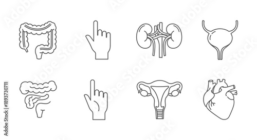 Human Organ Outline Icons Set – Medical Anatomy Symbols for Healthcare, Biology & Education Design