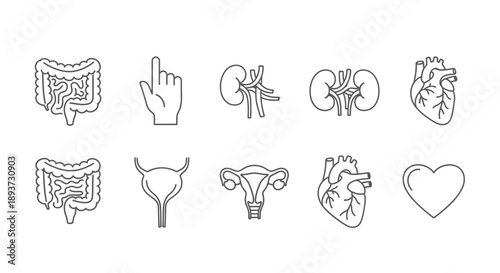 Human Organ Outline Icons Set – Medical Anatomy Symbols for Healthcare, Biology & Education Design