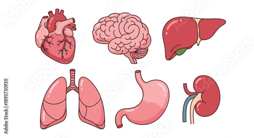 Human Internal Organs Illustration Set – Medical Anatomy Icons for Healthcare & Education Design
