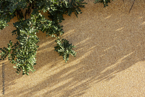 Photos Green, pinnately compound leaves of a carob tree, Ceratonia siliqua growing agai