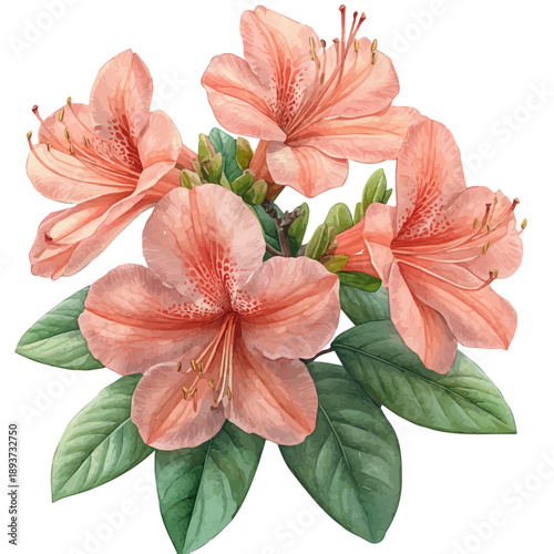 Azalea Branch, watercolor painting capturing graceful lines and soft blended shades, isolated on a white background.