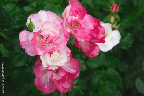 Tableau sur toile Rose hybrid musk Bukavu