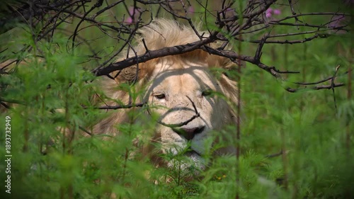 Close-up 4K footage of white lions in sharp detail, capturing piercing eyes, fur texture, and calm intensity under golden daylight — a rare and majestic moment of African royalty in the wild.