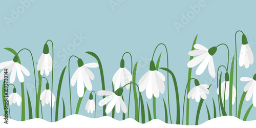 Spring primroses on blue background horizontal template. Delicate snowdrops break through the snow. Awakening nature, change of seasons from winter to spring. Vector graphics
