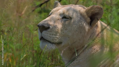 Close-up 4K footage of white lions in sharp detail, capturing piercing eyes, fur texture, and calm intensity under golden daylight — a rare and majestic moment of African royalty in the wild.