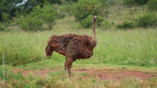 An ostrich walks steadily across an open field under golden daylight, capturing its long-legged stride, feather movement, and natural grace during a peaceful wildlife moment in the African bushveld.
