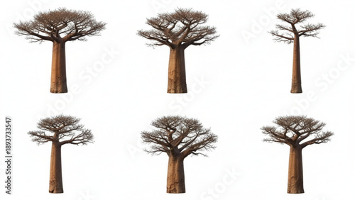 Baobab trees in various poses and angles, isolated on a white background, viewed from the front