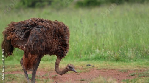An ostrich walks steadily across an open field under golden daylight, capturing its long-legged stride, feather movement, and natural grace during a peaceful wildlife moment in the African bushveld.