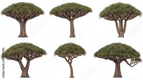 Collection of unique Dragon Blood Trees, diverse ancient flora illustrations on white