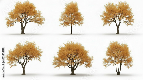 Variety of autumnal trees with beautiful golden leaves, ideal for seasonal designs