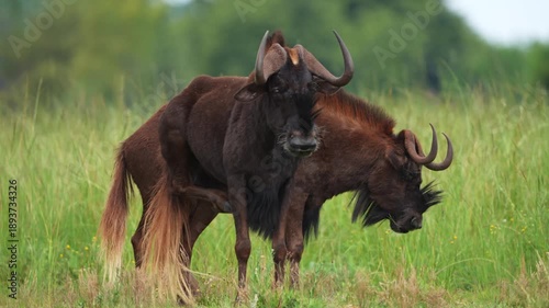 A blue wildebeest grazes calmly with her young calf standing close by, capturing tender maternal presence and natural behavior under golden daylight in the African bushveld during a peaceful safari
