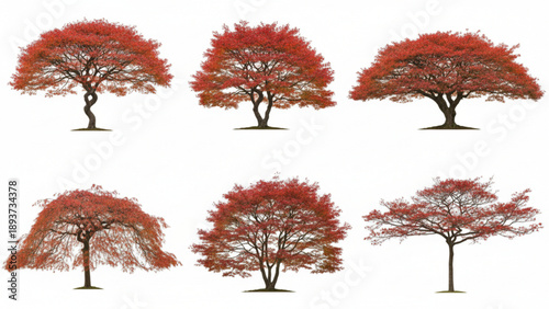 Diverse collection of vibrant red foliage trees showcasing autumn splendor