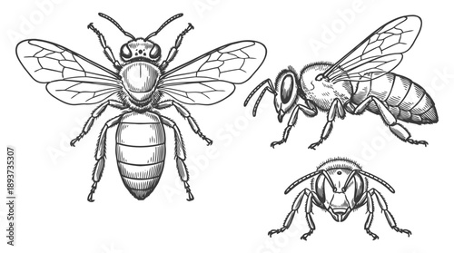 Bees in Flight, Nature Illustration, Outdoor Environment