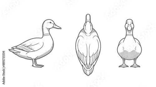 Multiple Views, Wildlife Art, Nature, Minimalist Design