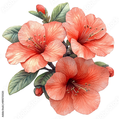 Azalea Branch, watercolor painting capturing graceful lines and soft blended shades, isolated on a white background.