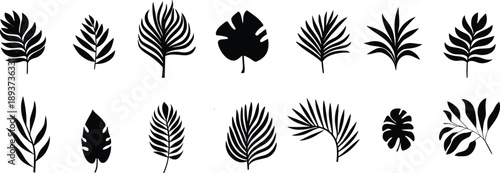 Tropical leaves vector. Set of palm leaves silhouettes. Trees leaf for decoration element for template