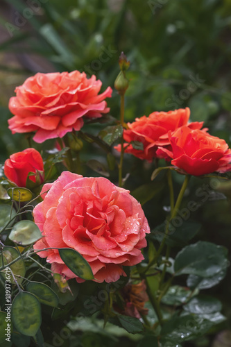 Garden rose floribunda Orange Meilove. Large rose flowers after the rain