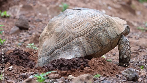 Close-up real-time footage of a tortoise patiently digging a hole in dry soil, capturing slow, deliberate movement and natural nesting behavior under bright African sunlight — a quiet act of survival.