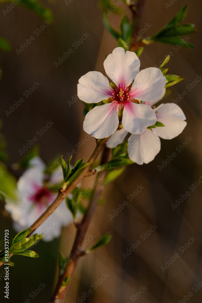 Obraz premium BELLAS FLORES DE ALMENDRO