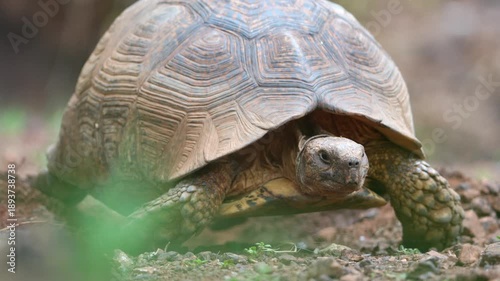 Close-up real-time footage of a tortoise patiently digging a hole in dry soil, capturing slow, deliberate movement and natural nesting behavior under bright African sunlight — a quiet act of survival.