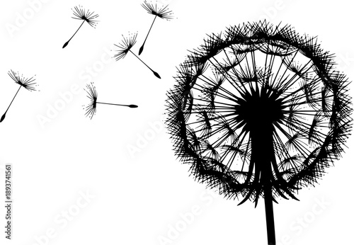 Blowball dandelion silhouette with airborne seeds and fragile fluff for whimsical nature and garden wish concept – Black and White Vector Illustration