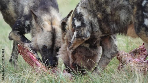 Slow-motion footage of African wild dogs rapidly dismembering and devouring a fresh kill, capturing coordinated pack behavior, raw feeding frenzy, and survival instincts in the bushveld