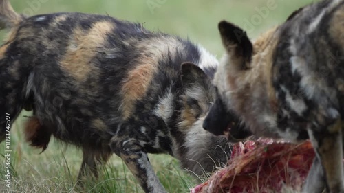 Slow-motion footage of African wild dogs rapidly dismembering and devouring a fresh kill, capturing coordinated pack behavior, raw feeding frenzy, and survival instincts in the bushveld