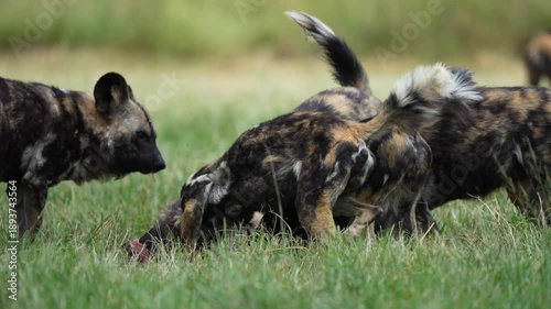 Slow-motion footage of African wild dogs rapidly dismembering and devouring a fresh kill, capturing coordinated pack behavior, raw feeding frenzy, and survival instincts in the bushveld