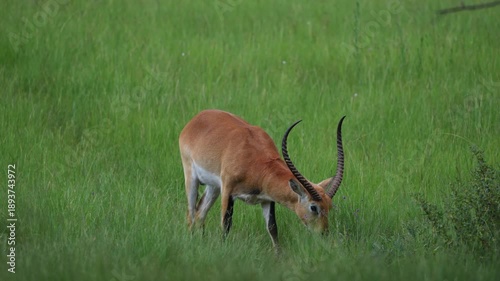antelope,grazing,feeding,wildlife,nature,Africa,South Africa,bushveld,savanna,mammal,herbivore,animal,field,grassland,lush green,outdoors,daylight,soft light,calm,peaceful,serene,natural behavior,port