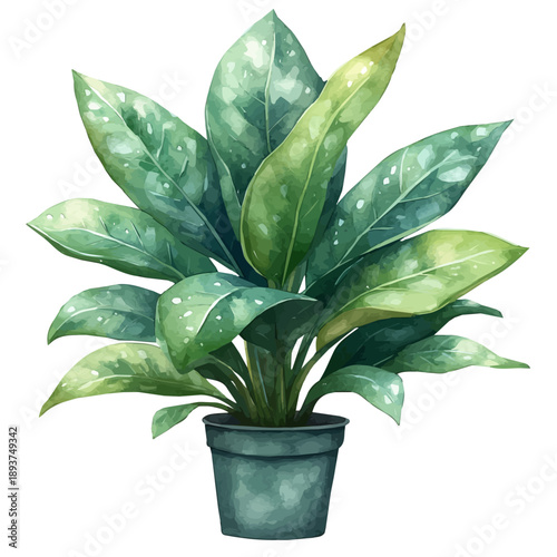 Aucuba Branch, watercolor painting capturing graceful lines and soft blended shades, isolated on a white background.