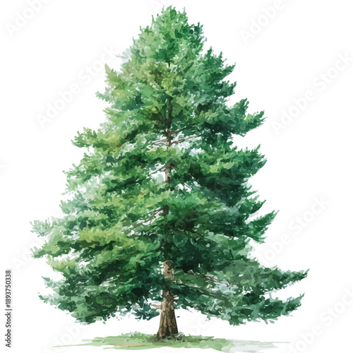Chinese Fir Tree watercolor vector illustration, high-quality artwork isolated on a pure white background.