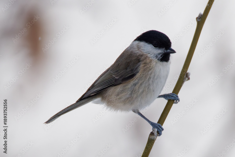 Obraz premium La mésange nonnette