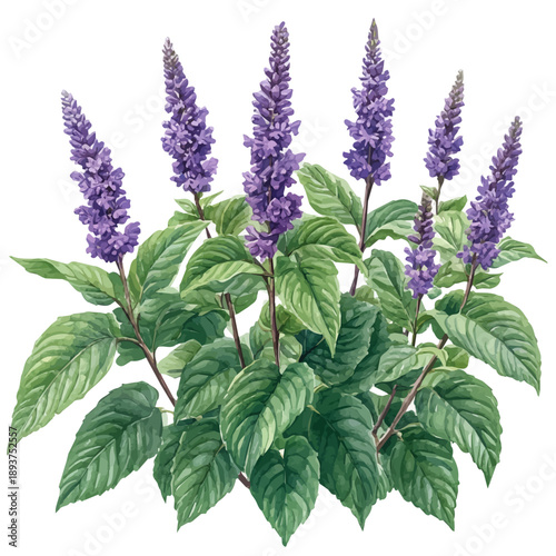 Astilbe Branch, watercolor artwork with bold brush accents and dynamic composition, isolated on a white background.