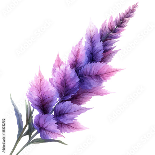 Astilbe Branch, watercolor painting capturing graceful lines and soft blended shades, isolated on a white background.