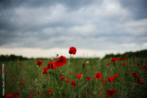 Blühendes Mohnfeld in der Sommerlandschaft
