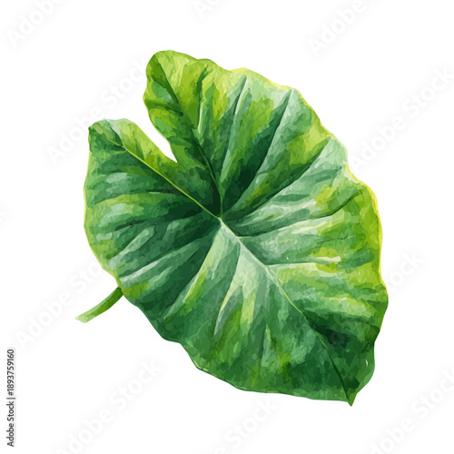 Stylized watercolor Alocasia Leaf vector, modern artistic illustration with high-quality details on a pure white background.