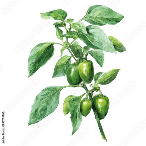 Pepper Plant watercolor vector illustration, high-quality artwork isolated on a pure white background.