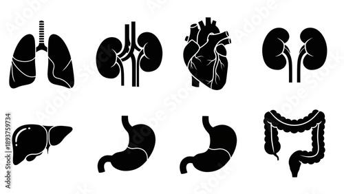 Human Organs Silhouette Illustration Set.