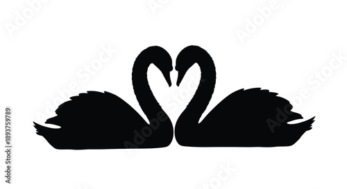 Two black swans forming a heart shape a symbol of love and devotion