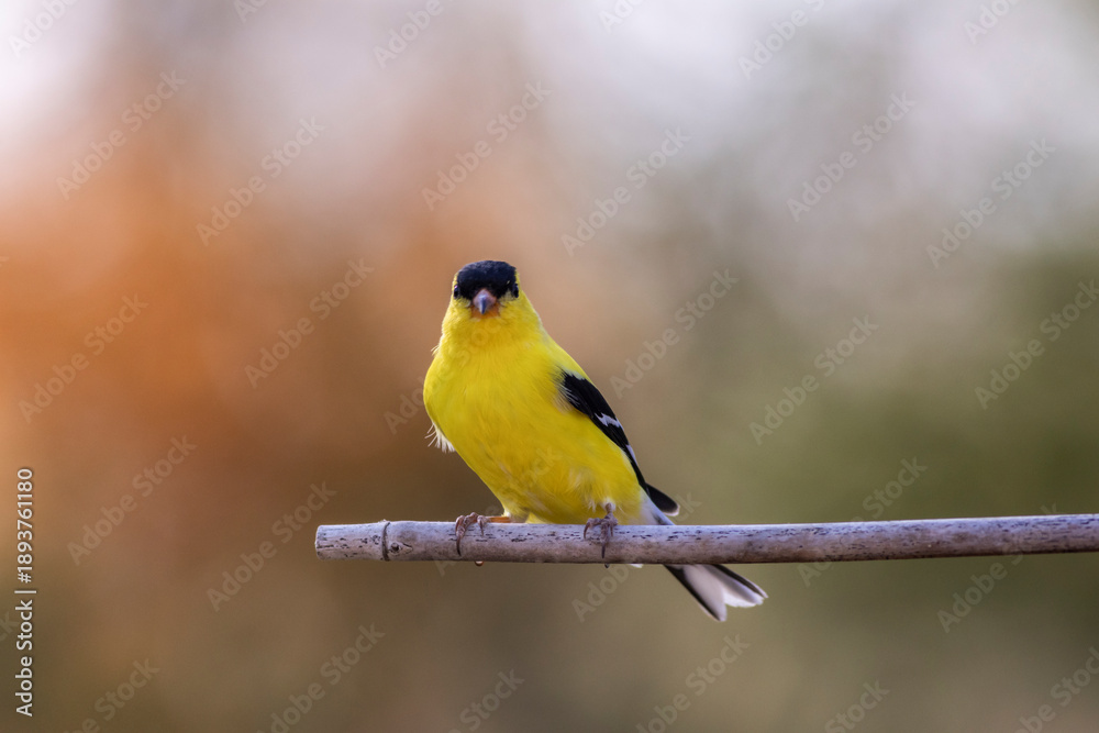 Fototapeta premium Eastern Goldfinch, Spinus tristis, is a bright pop of yellow and a welcome sign in Spring