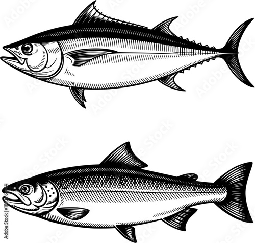 Engraved Tuna and Mackerel Fish Illustration Set – Detailed Vintage Seafood Vector.