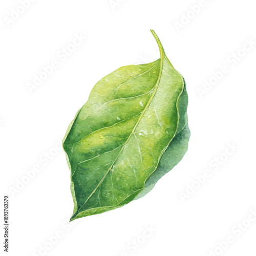 Pistachio Leaf watercolor vector, hand-painted style, high-quality illustration isolated on white background.