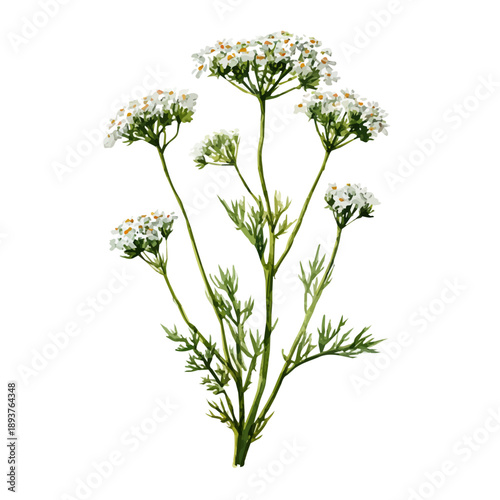 Photos Caraway watercolor artwork, high-quality professional vector illustration isolated on a white background