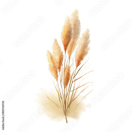 Reed watercolor vector illustration, high-quality artwork isolated on a pure white background.
