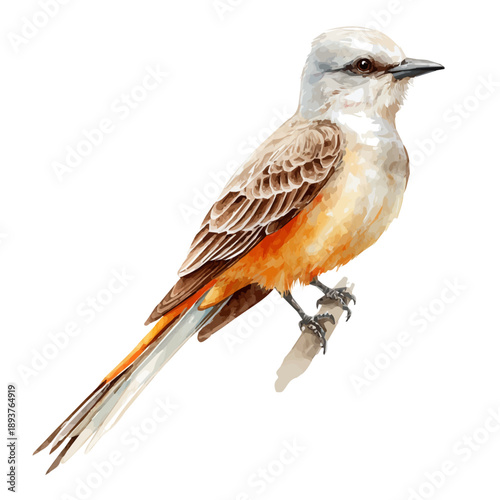 Photos Watercolor Scissor-tailed Flycatcher vector, artistic painting style, high-resolution illustration on a pure white background