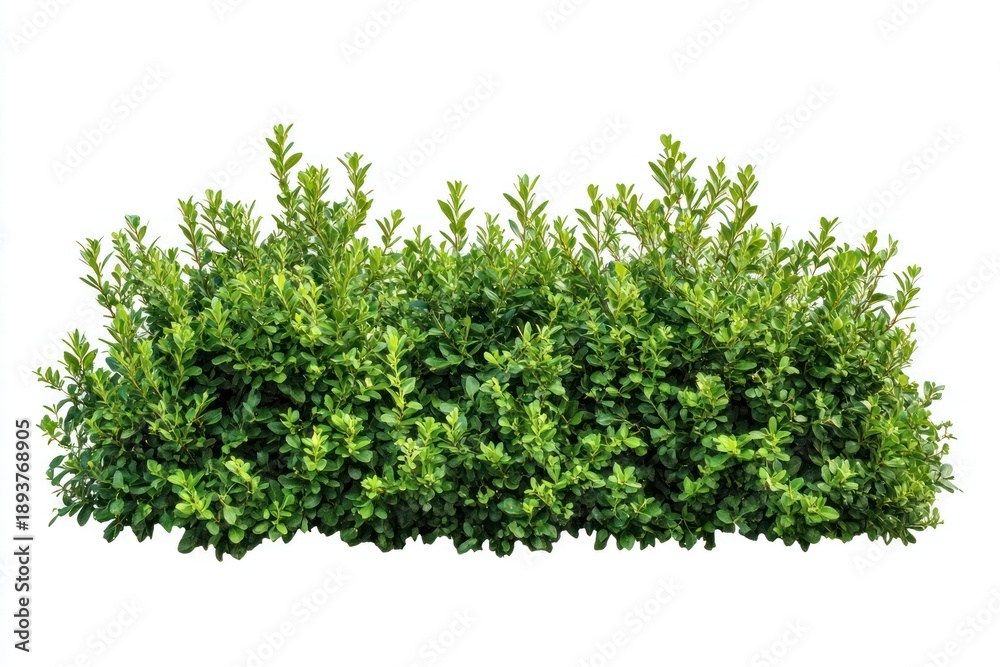 Fototapeta premium Background isolated plant hedge.