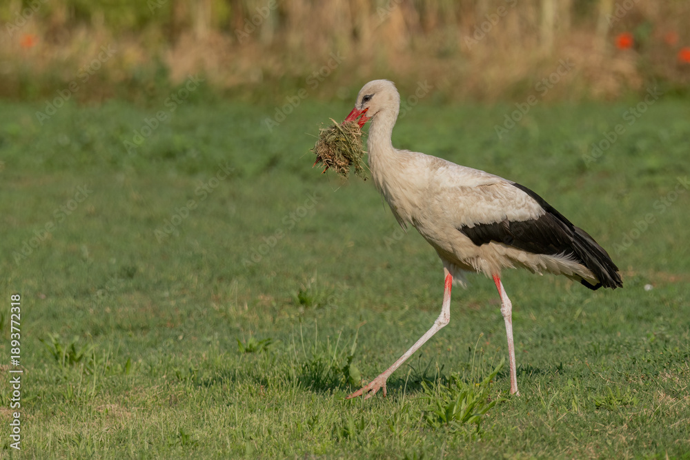 Naklejka premium White stork carrying nesting material in its beak while walking across a grassy field